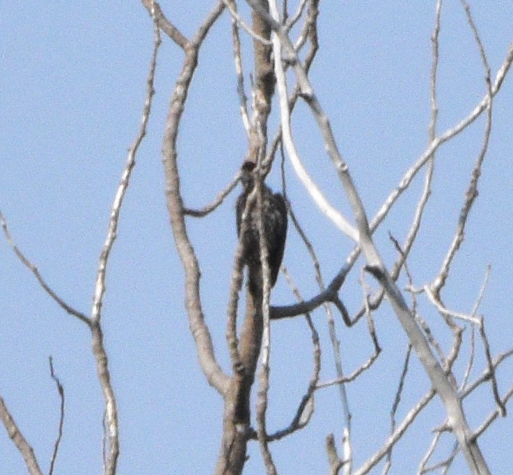 Williamson's Sapsucker - ML355116141