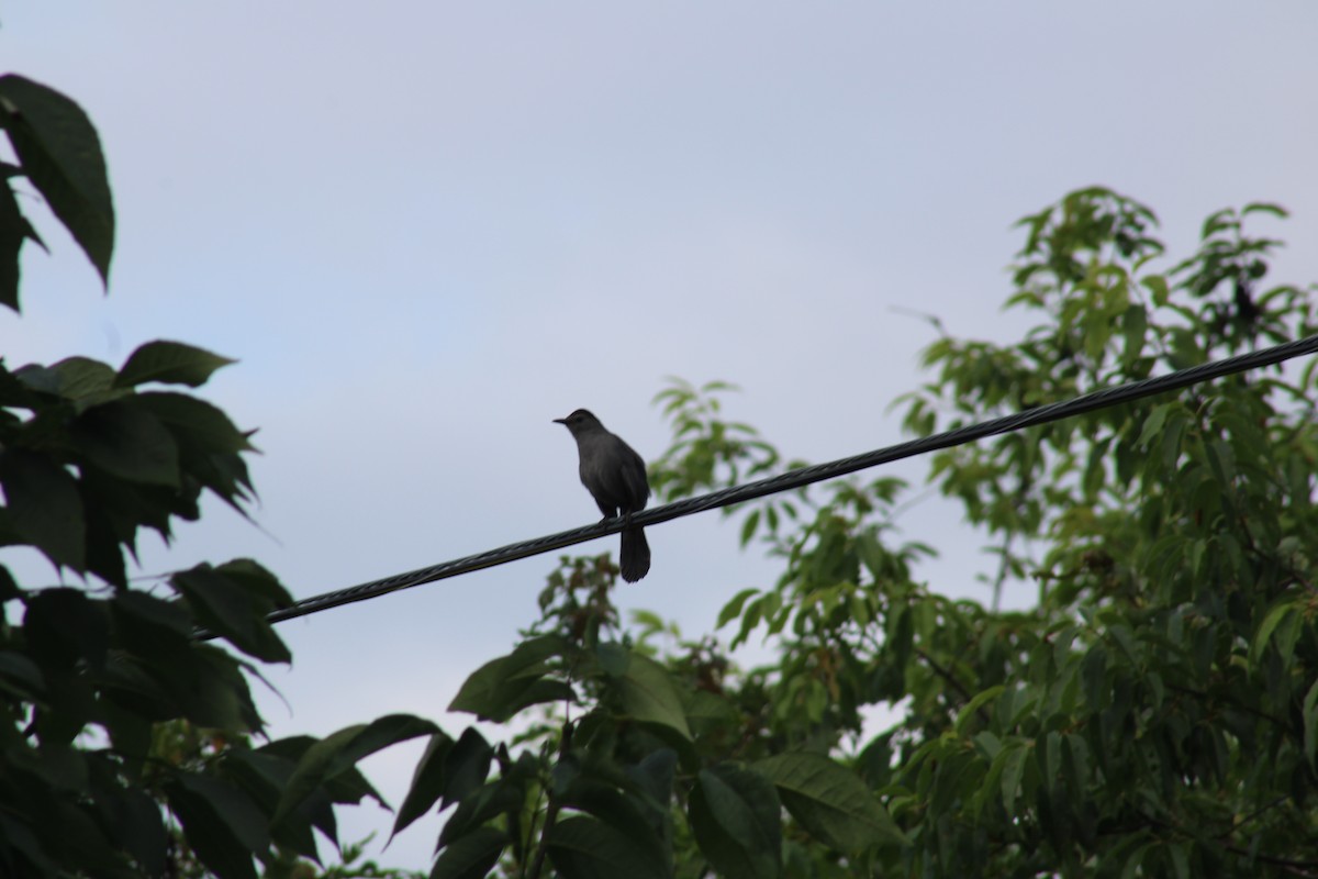 Gray Catbird - ML355117471