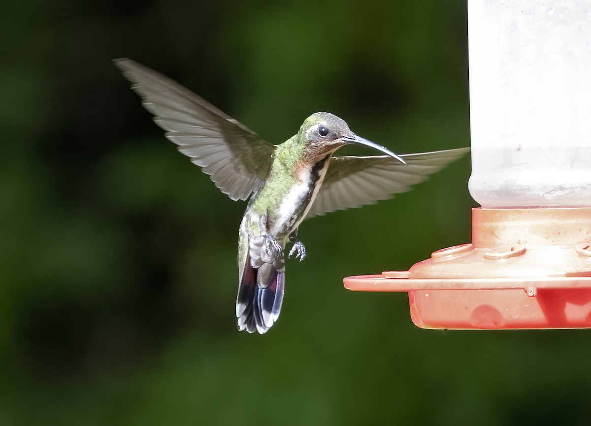 Green-breasted Mango - ML355118591
