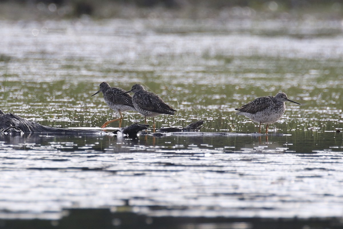 Greater Yellowlegs - ML355120291