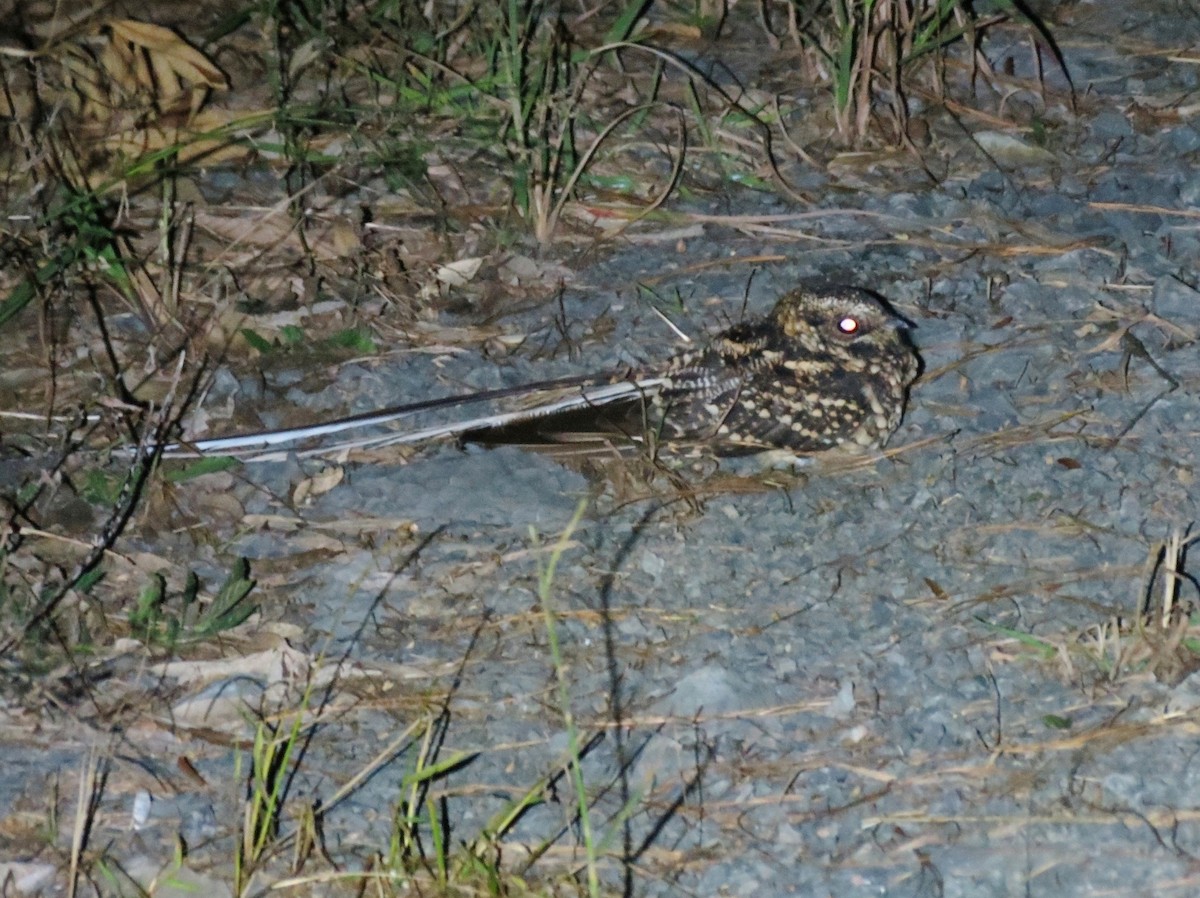 Long-trained Nightjar - Leandro Corrêa