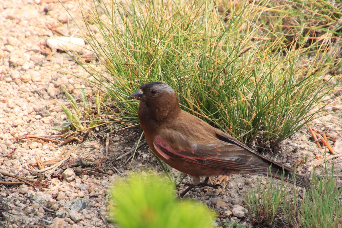 Gray-crowned Rosy-Finch - ML355124011