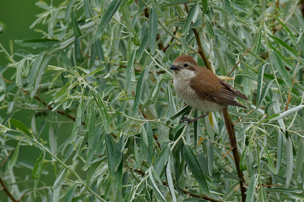 Red-backed Shrike - ML355127721