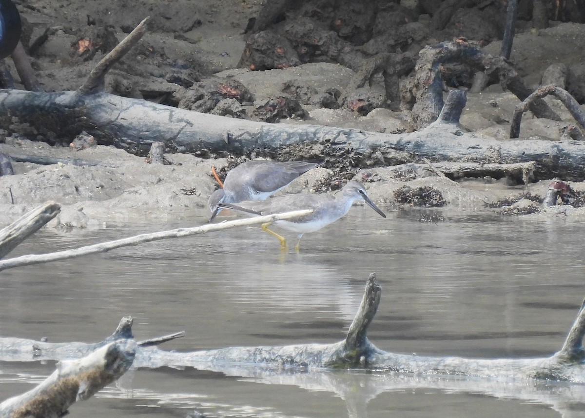 Gray-tailed Tattler - ML355128911