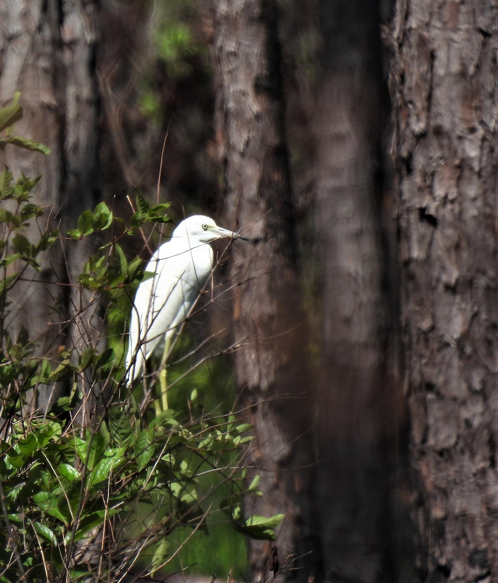 Little Blue Heron - ML355129581