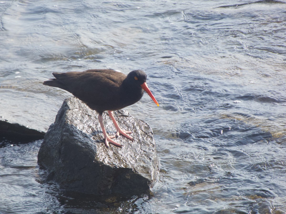 Black Oystercatcher - ML355132101