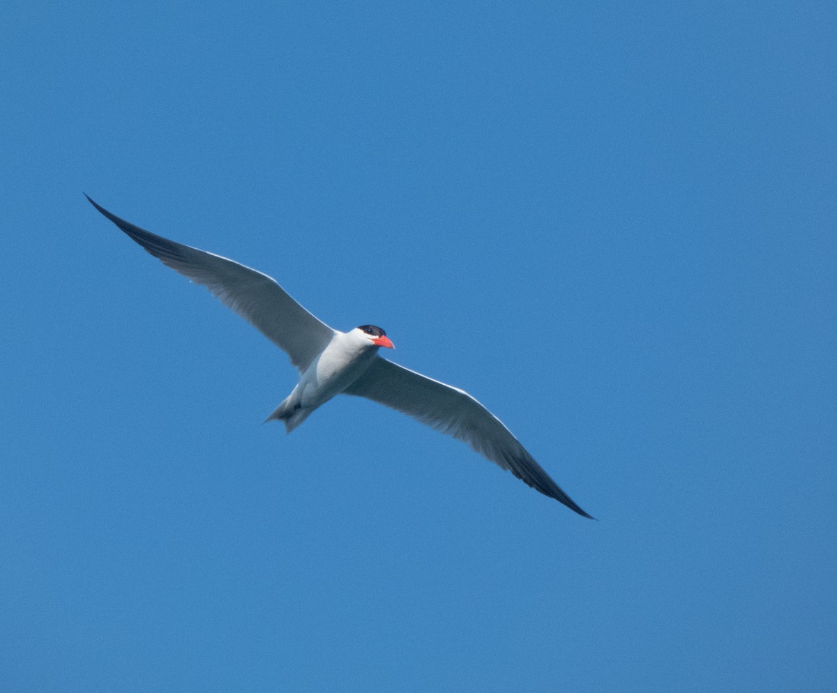 Caspian Tern - ML355132171