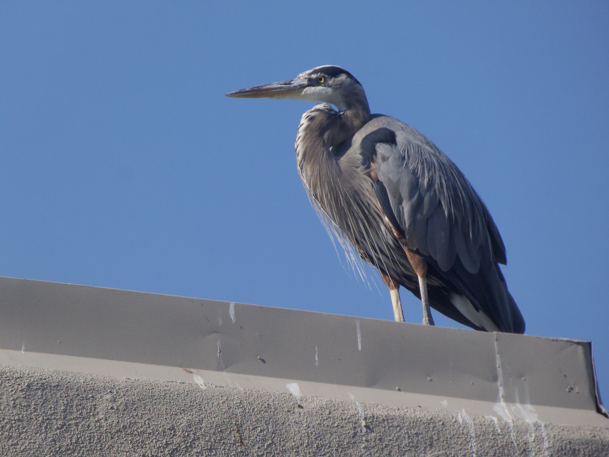 Great Blue Heron (Great Blue) - Braxton Landsman