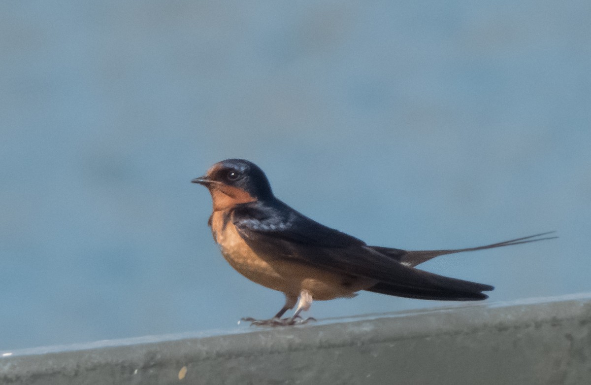 Barn Swallow - ML355132291