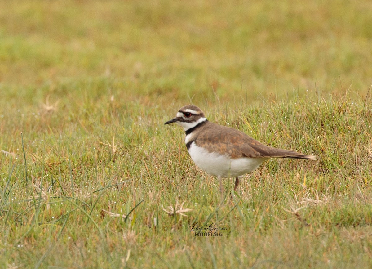 Killdeer - ML355133081