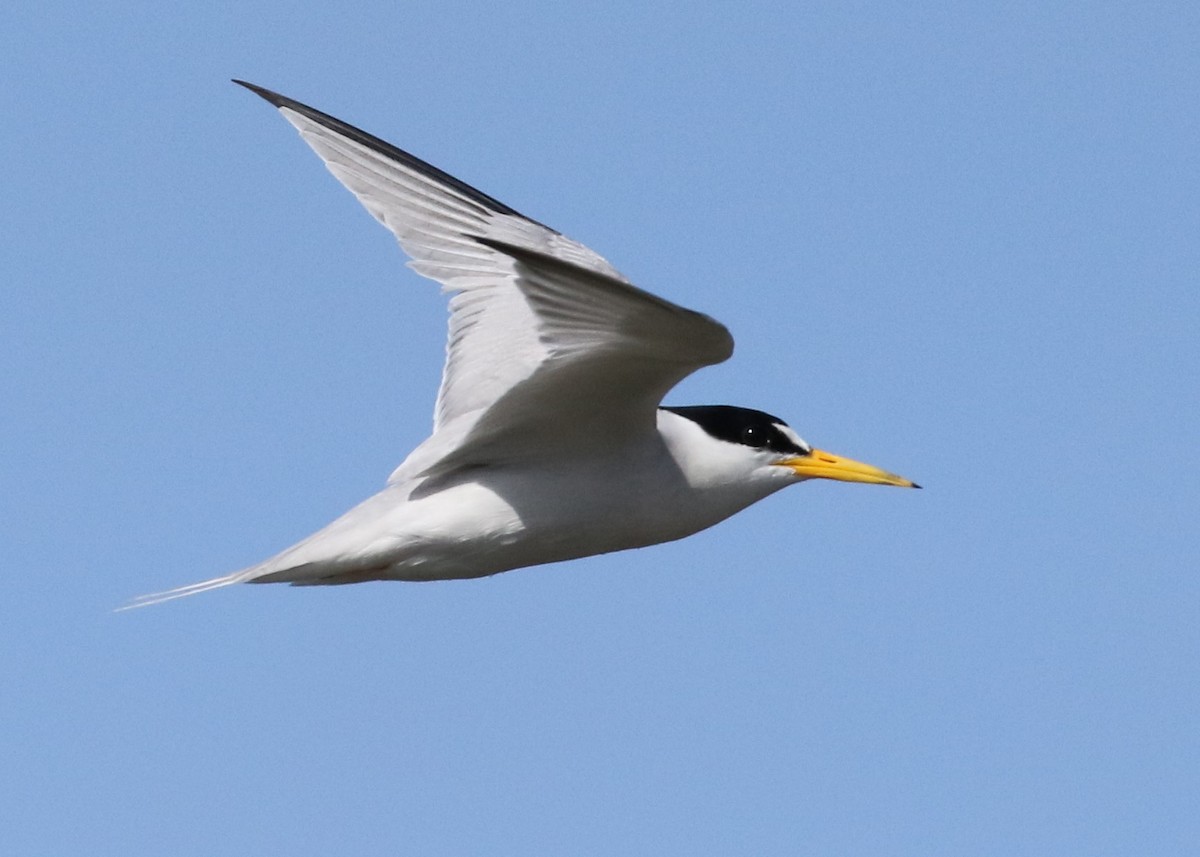 Least Tern - Dean LaTray