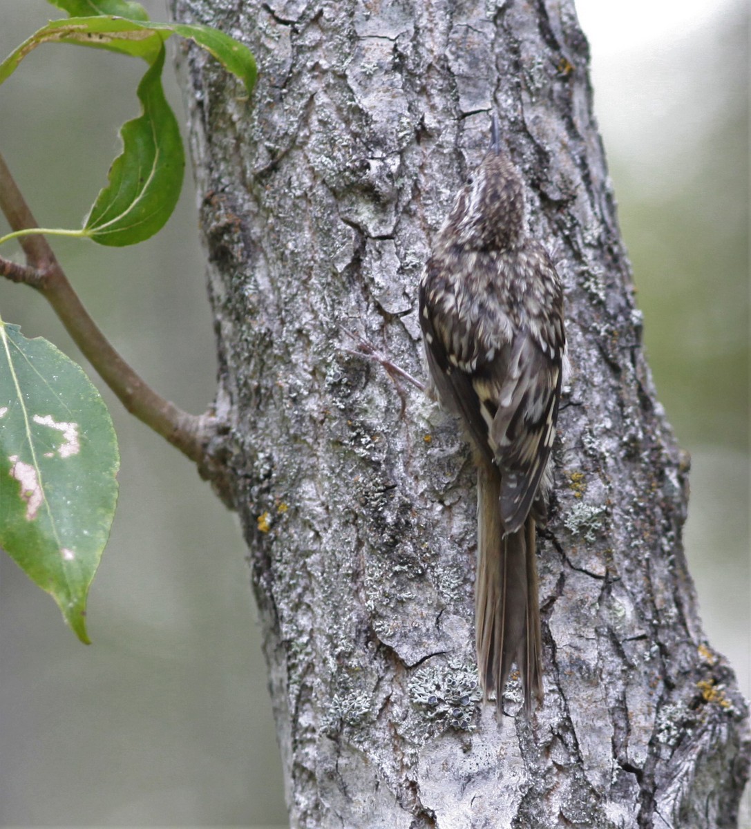 Brown Creeper - ML355139461