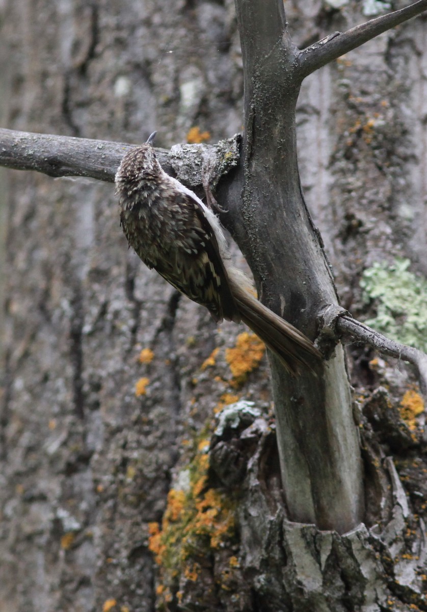 Brown Creeper - ML355139501