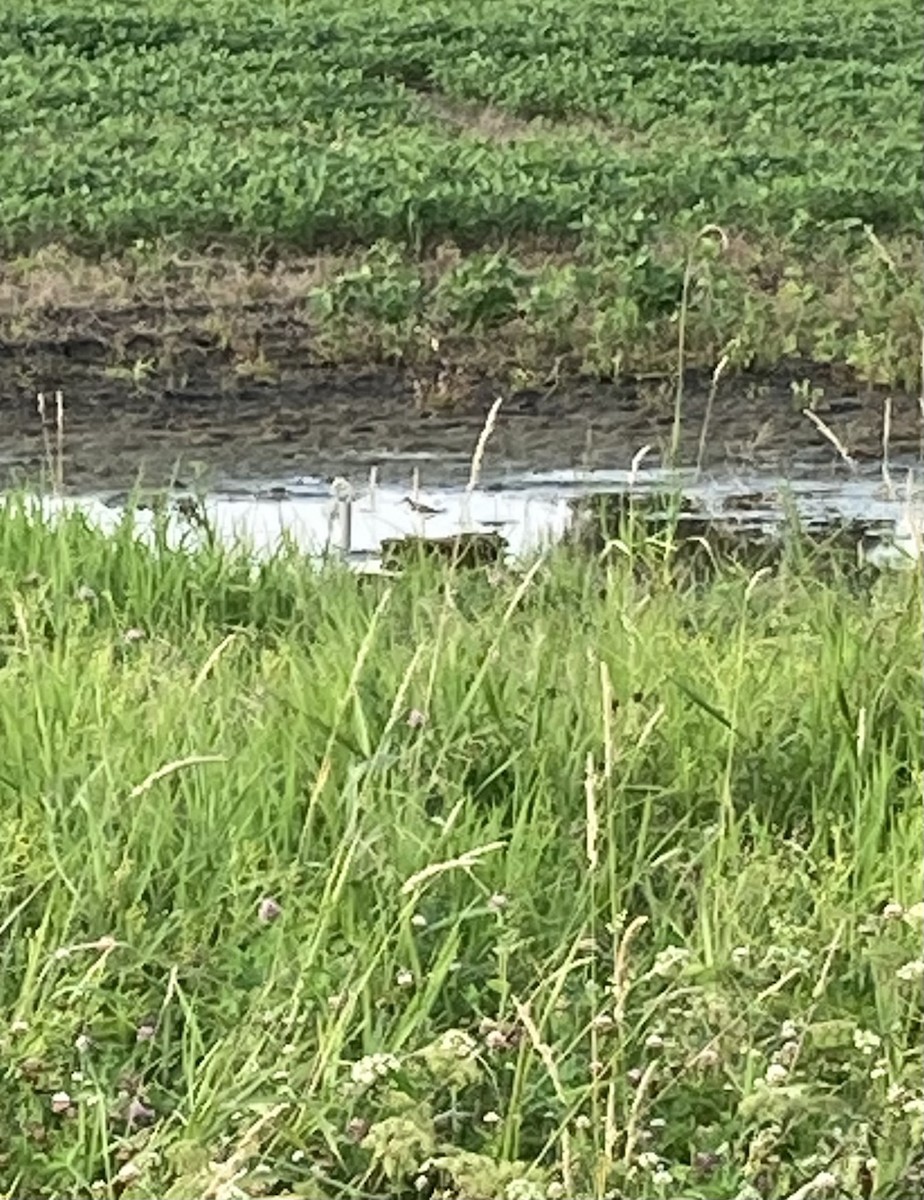 Solitary Sandpiper - ML355140101