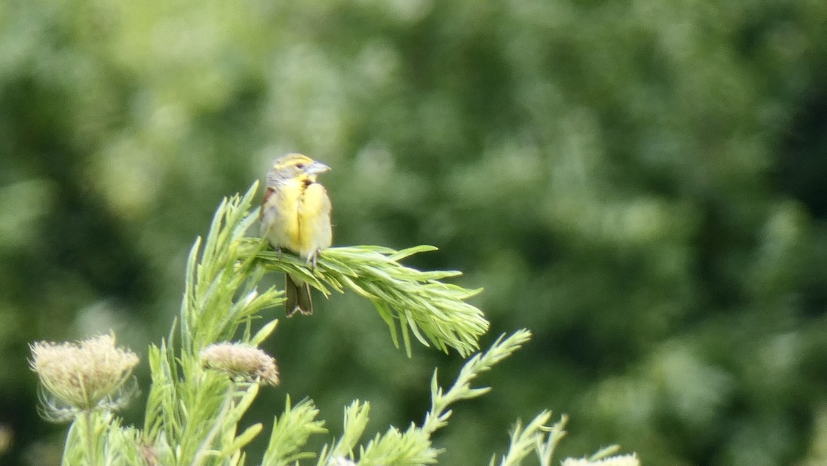 Dickcissel - Andy Brown