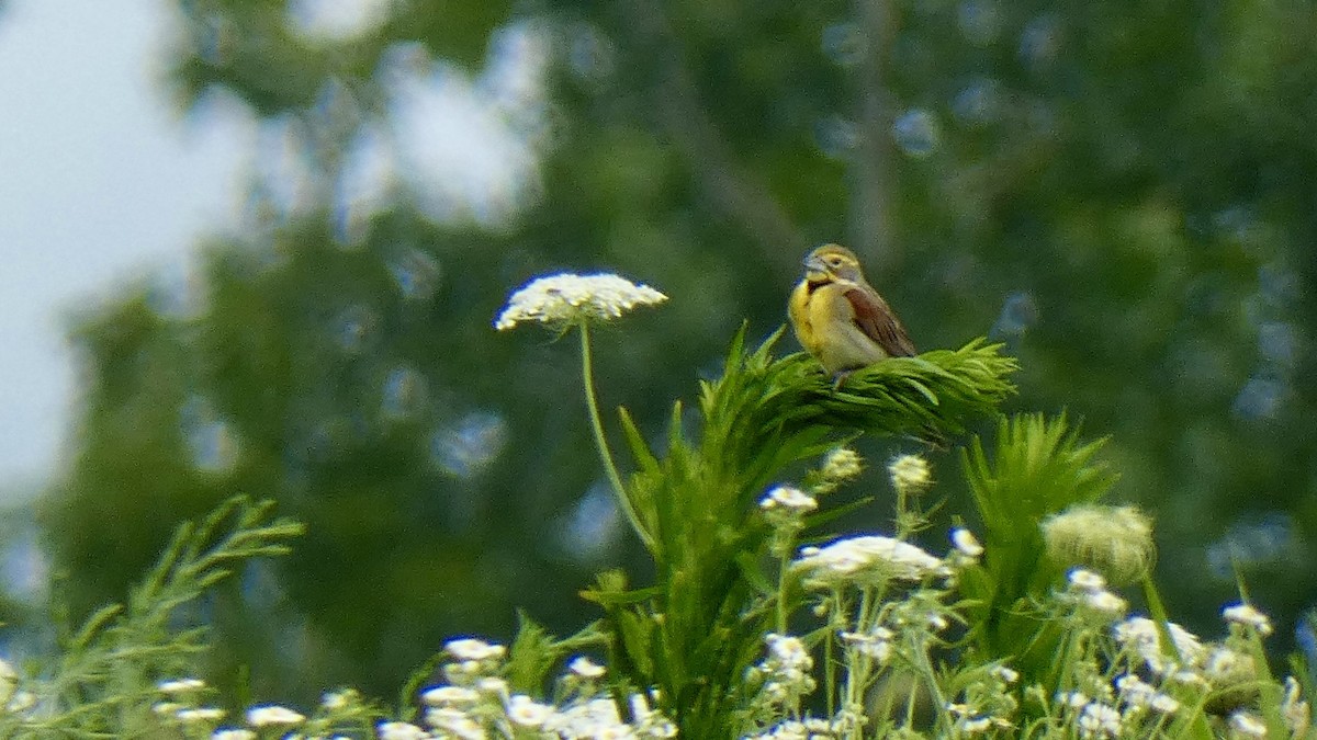 Dickcissel - Andy Brown