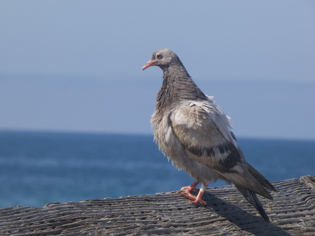 Сизый голубь (Одомашненного типа) - ML355141221