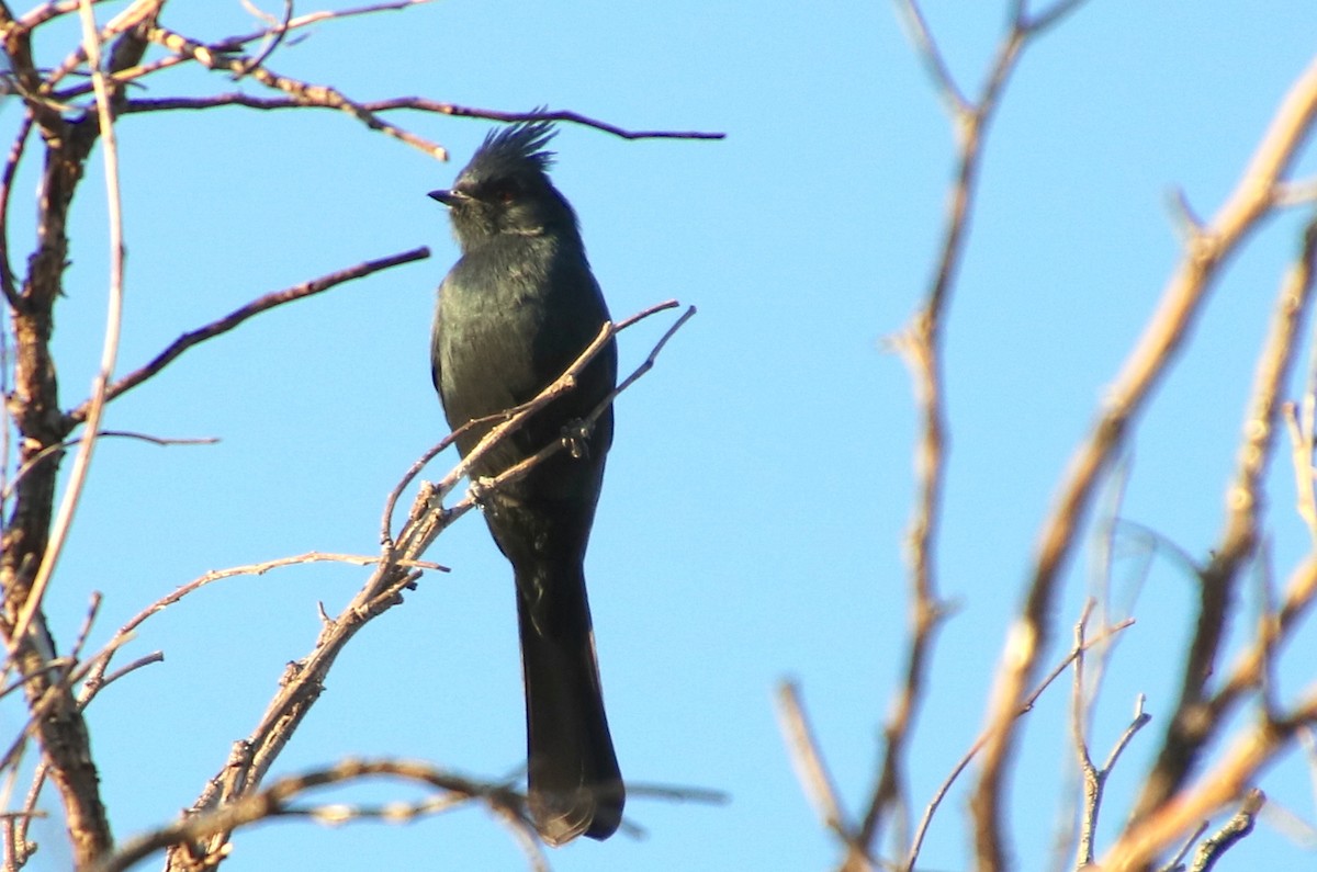 Phainopepla - ML355141391