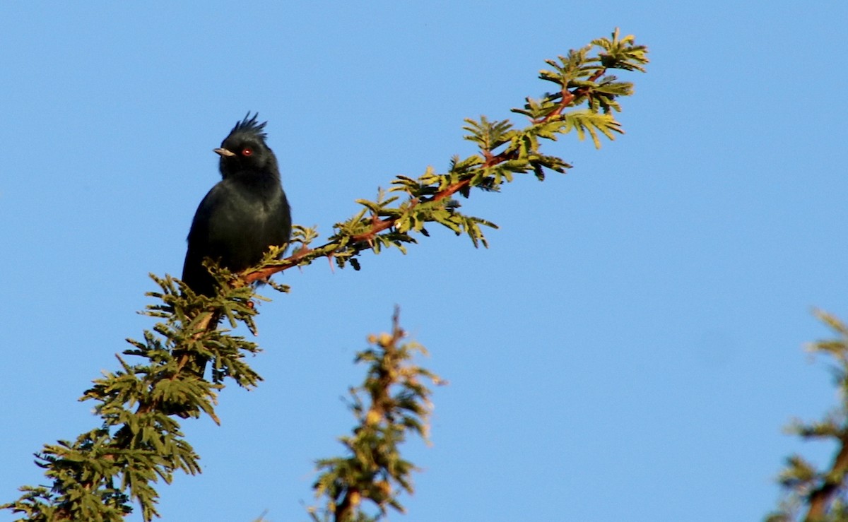 Phainopepla - ML355141401