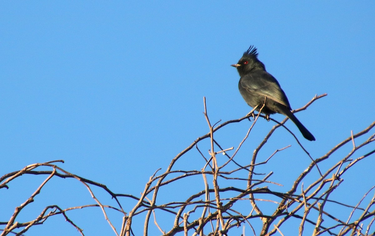Phainopepla - ML355141411