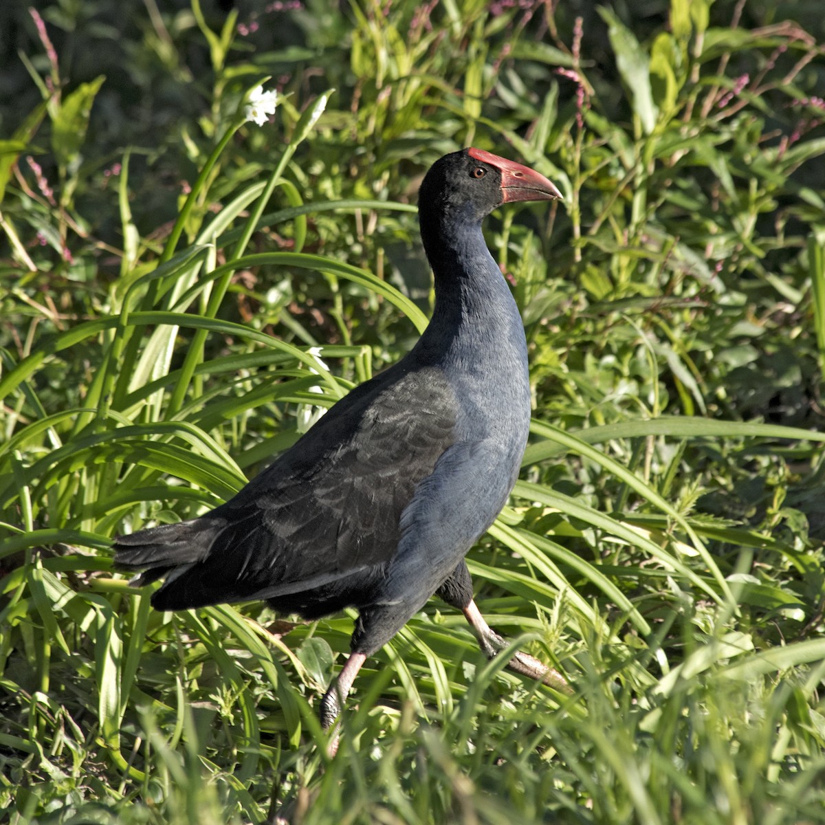 Australasian Swamphen - Dan Forster