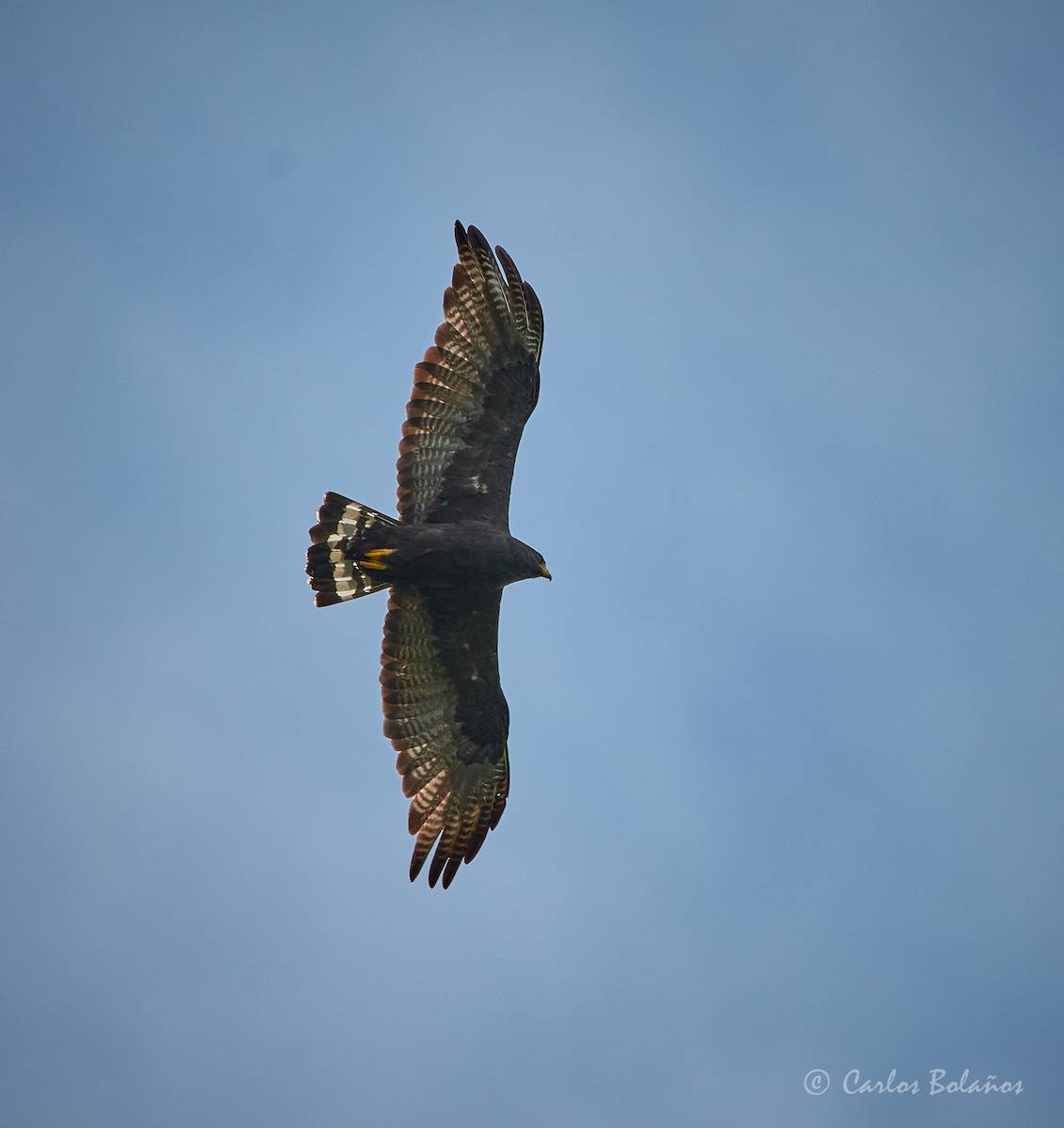 Zone-tailed Hawk - Carlos  Bolaños