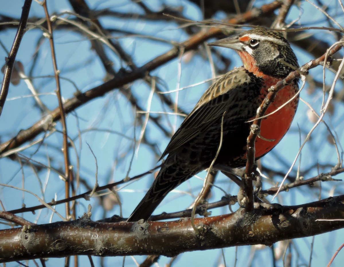 Long-tailed Meadowlark - ML355143831