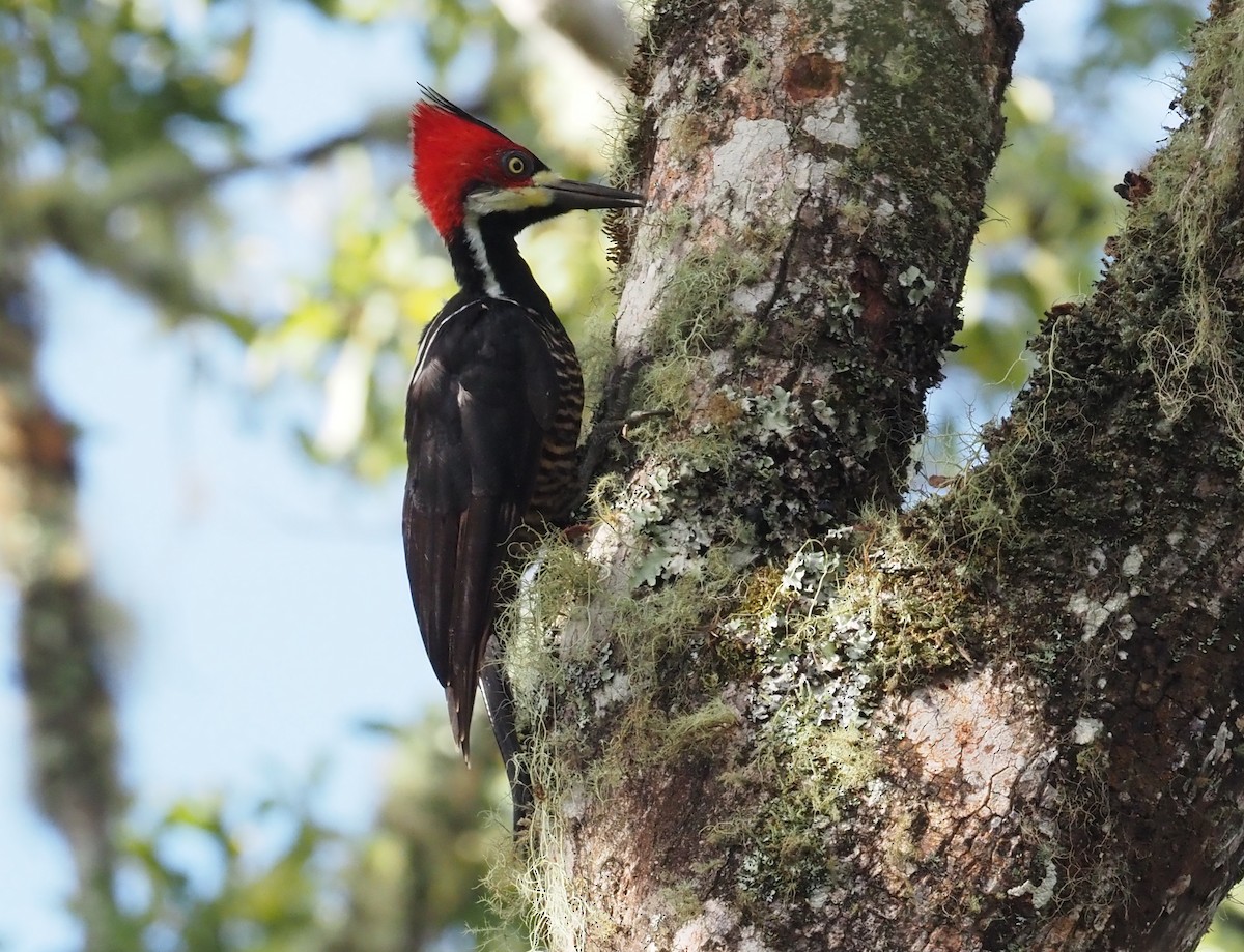 Crimson-crested Woodpecker - ML355143891