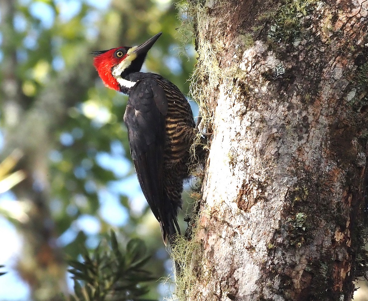 Crimson-crested Woodpecker - ML355143931