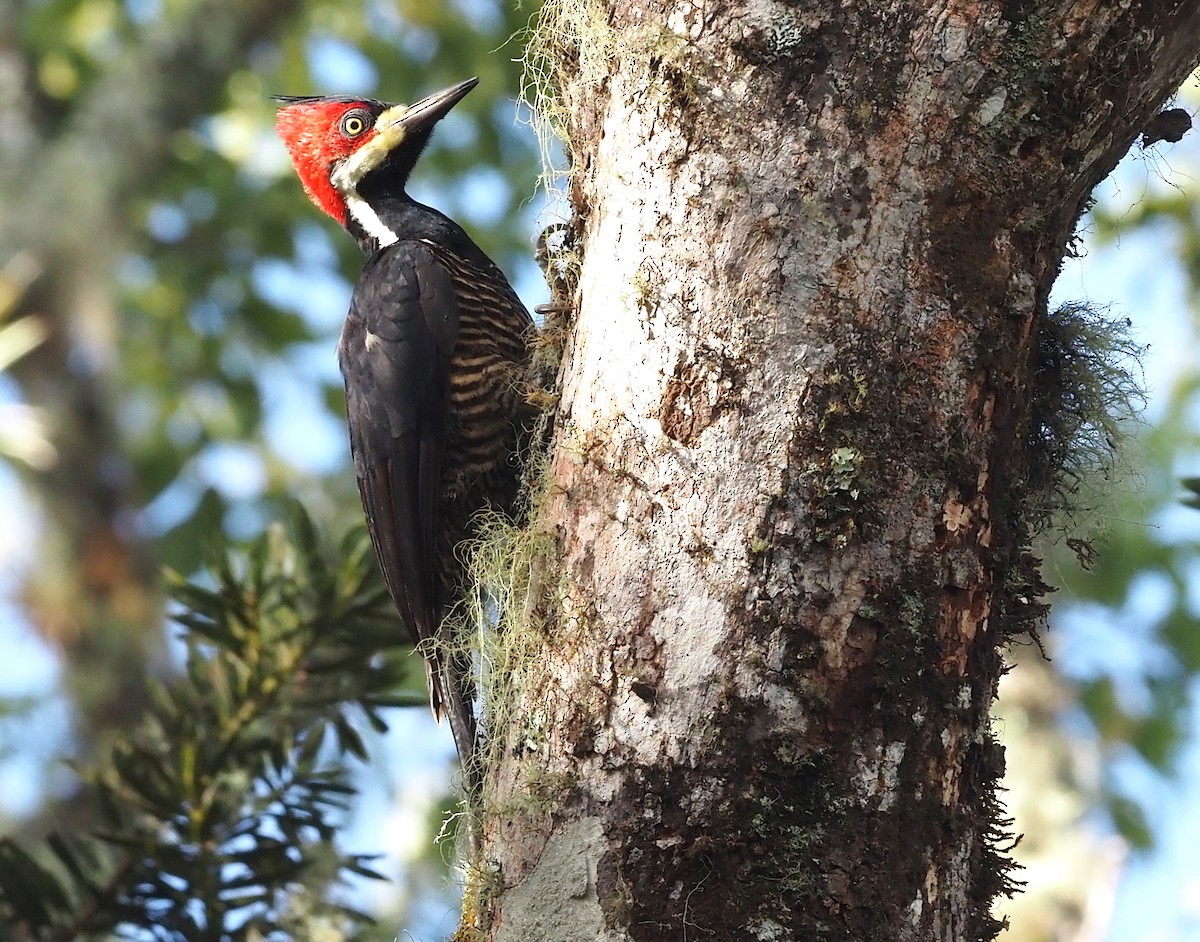 Crimson-crested Woodpecker - ML355144021