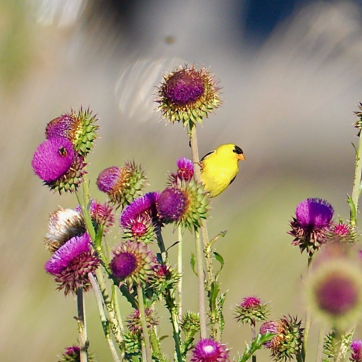 American Goldfinch - ML355144111