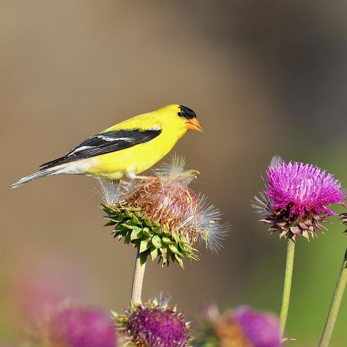 American Goldfinch - ML355144121