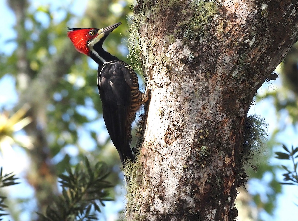 Crimson-crested Woodpecker - ML355144151