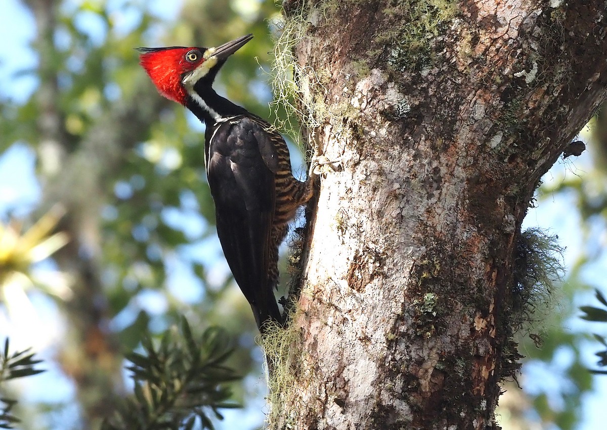 Crimson-crested Woodpecker - ML355144181