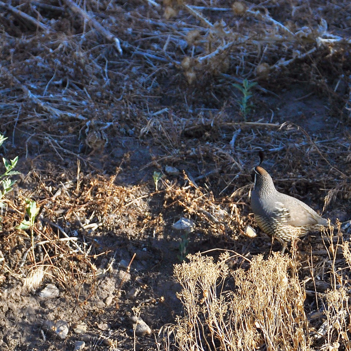 Galeper kaliforniarra - ML355144471