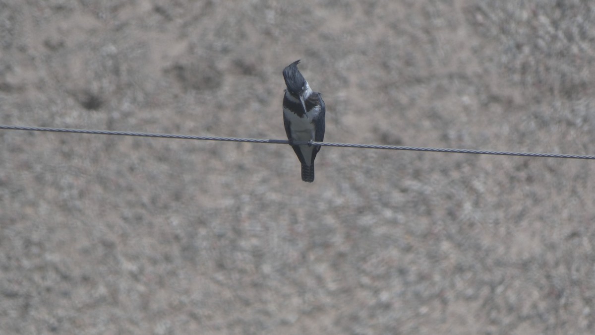 Belted Kingfisher - ML355145011