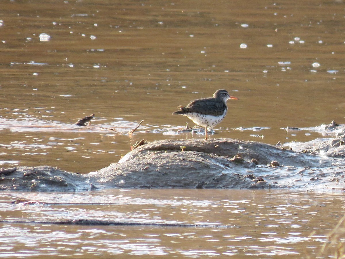 Spotted Sandpiper - ML355145191