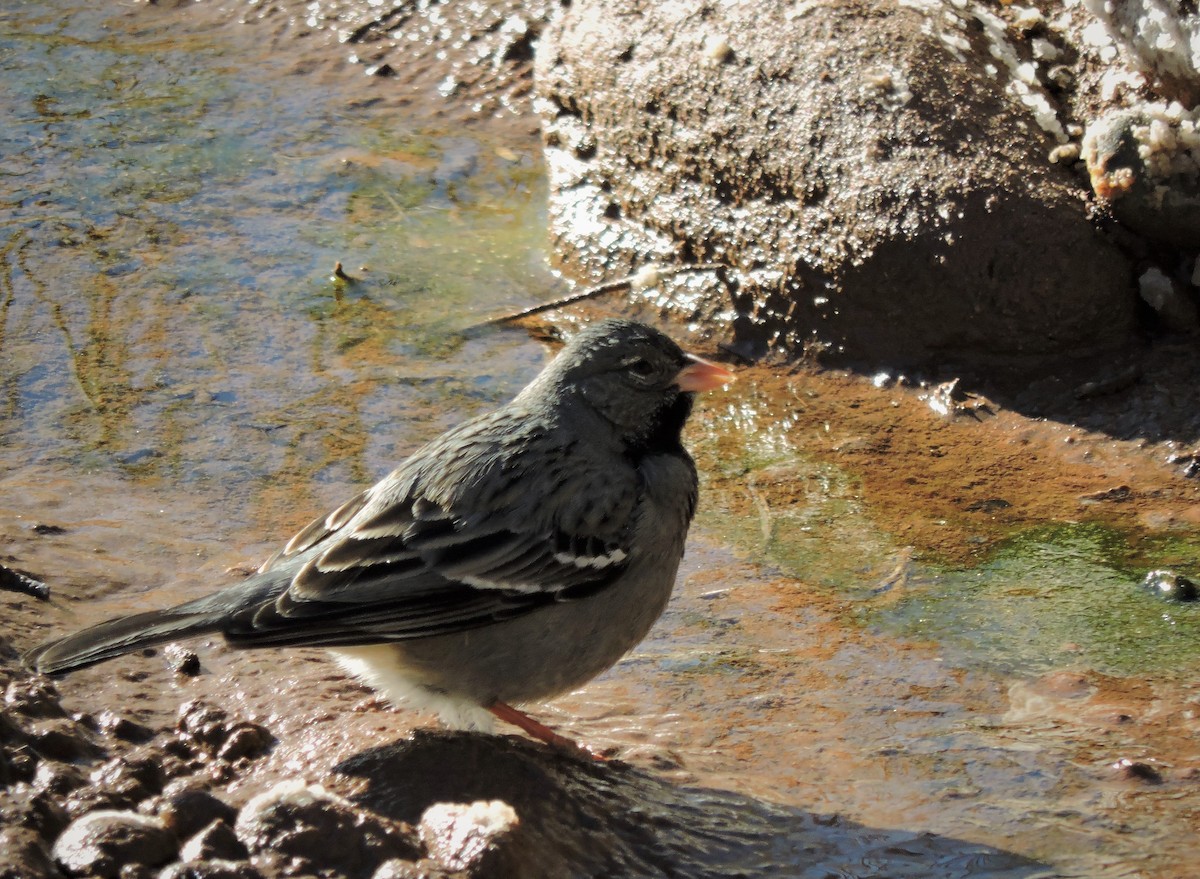 Mourning Sierra Finch - ML355147101