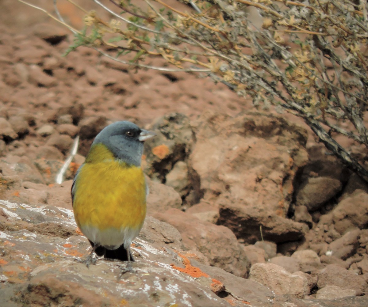 Gray-hooded Sierra Finch - ML355147371