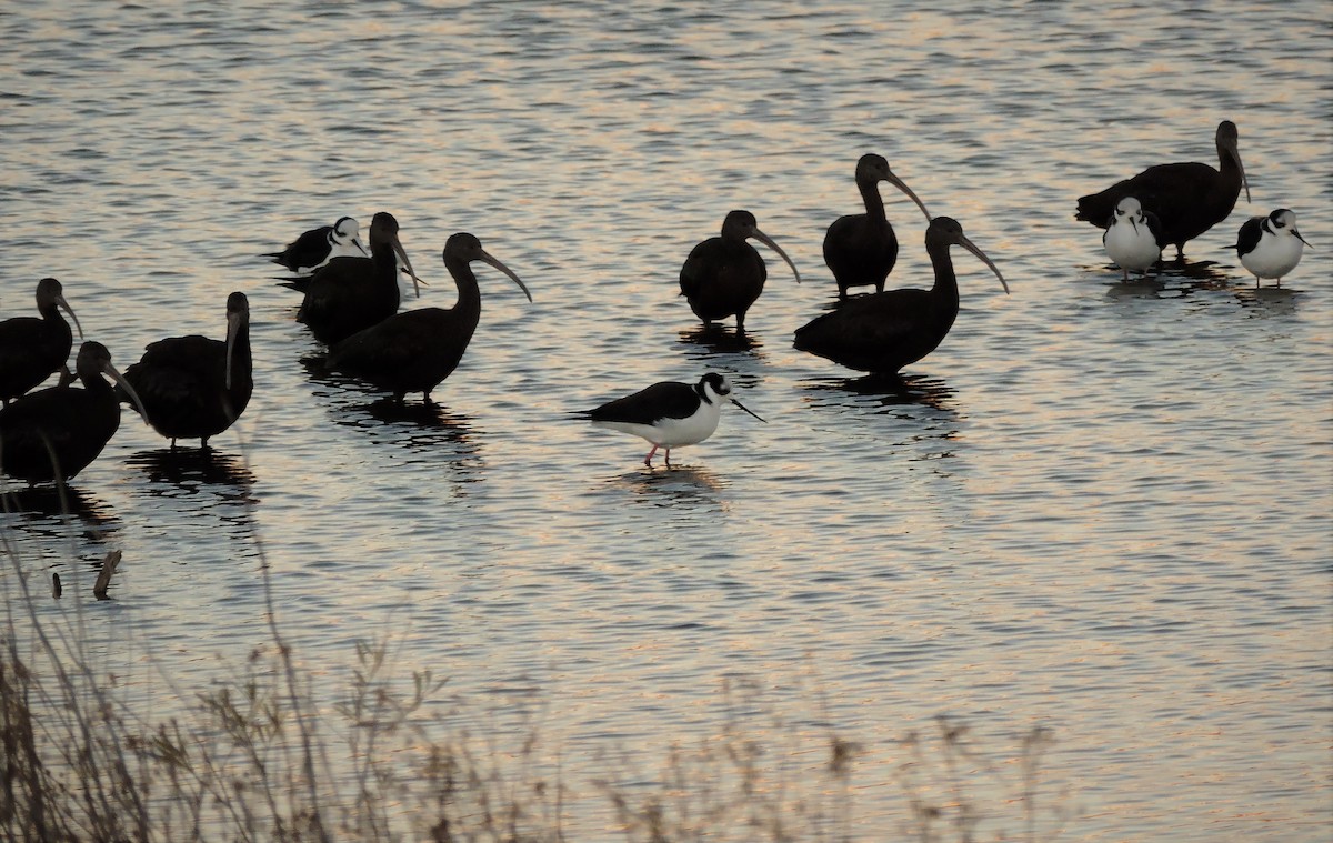 White-faced Ibis - Nicolas Seoane