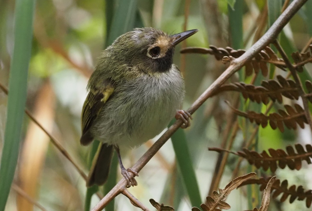 Black-throated Tody-Tyrant - Stephan Lorenz