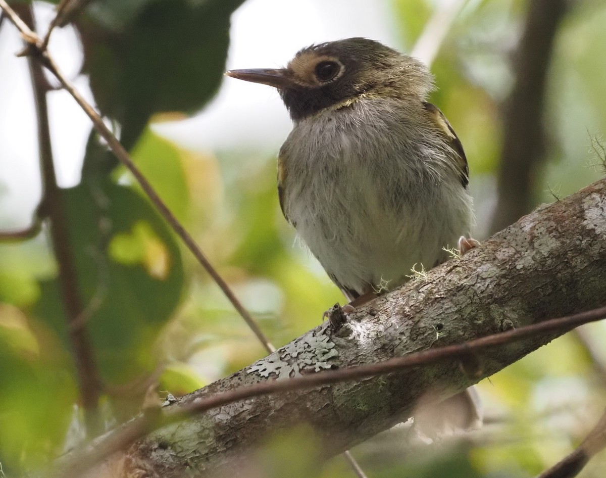 Black-throated Tody-Tyrant - ML355149671