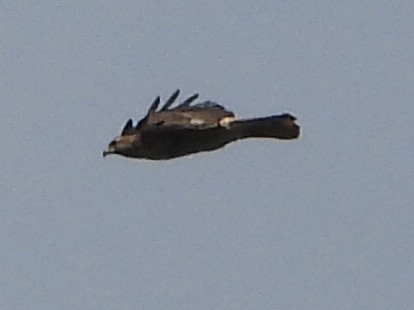 Red-tailed Hawk - Justin Flint