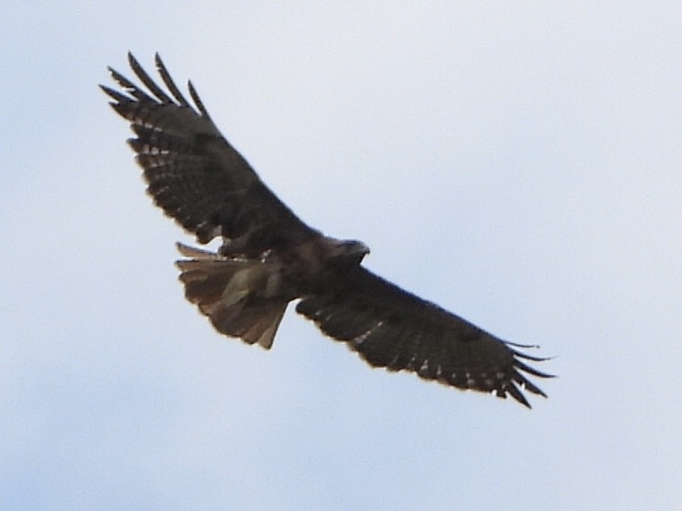 Red-tailed Hawk - Justin Flint