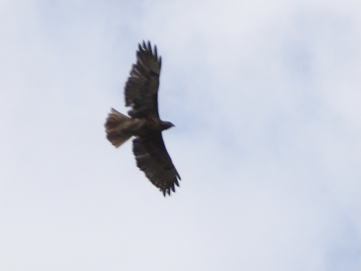 Red-tailed Hawk - Justin Flint