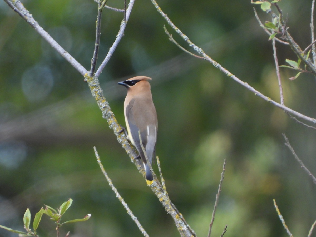 Cedar Waxwing - ML355150141