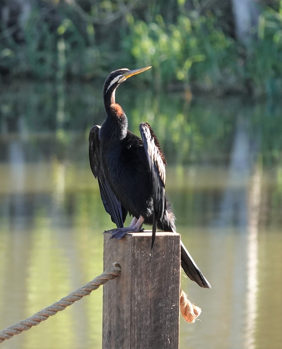 Australasian Darter - ML355150311