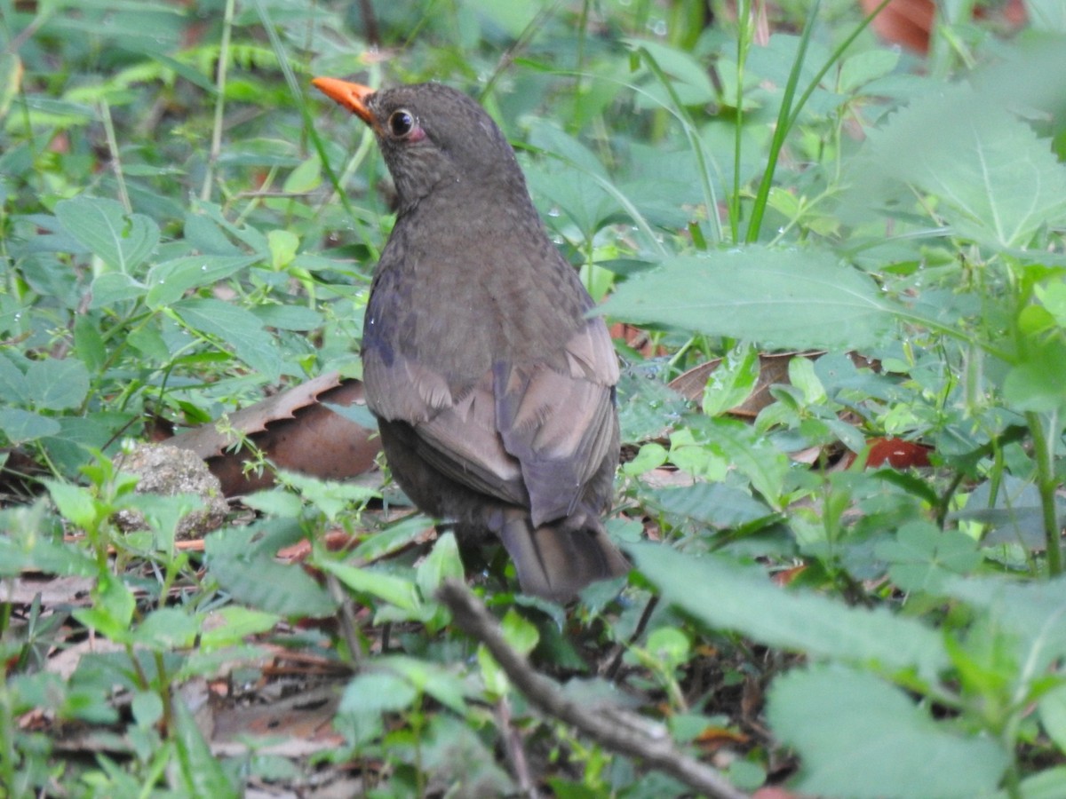 Gray-winged Blackbird - ML355150431