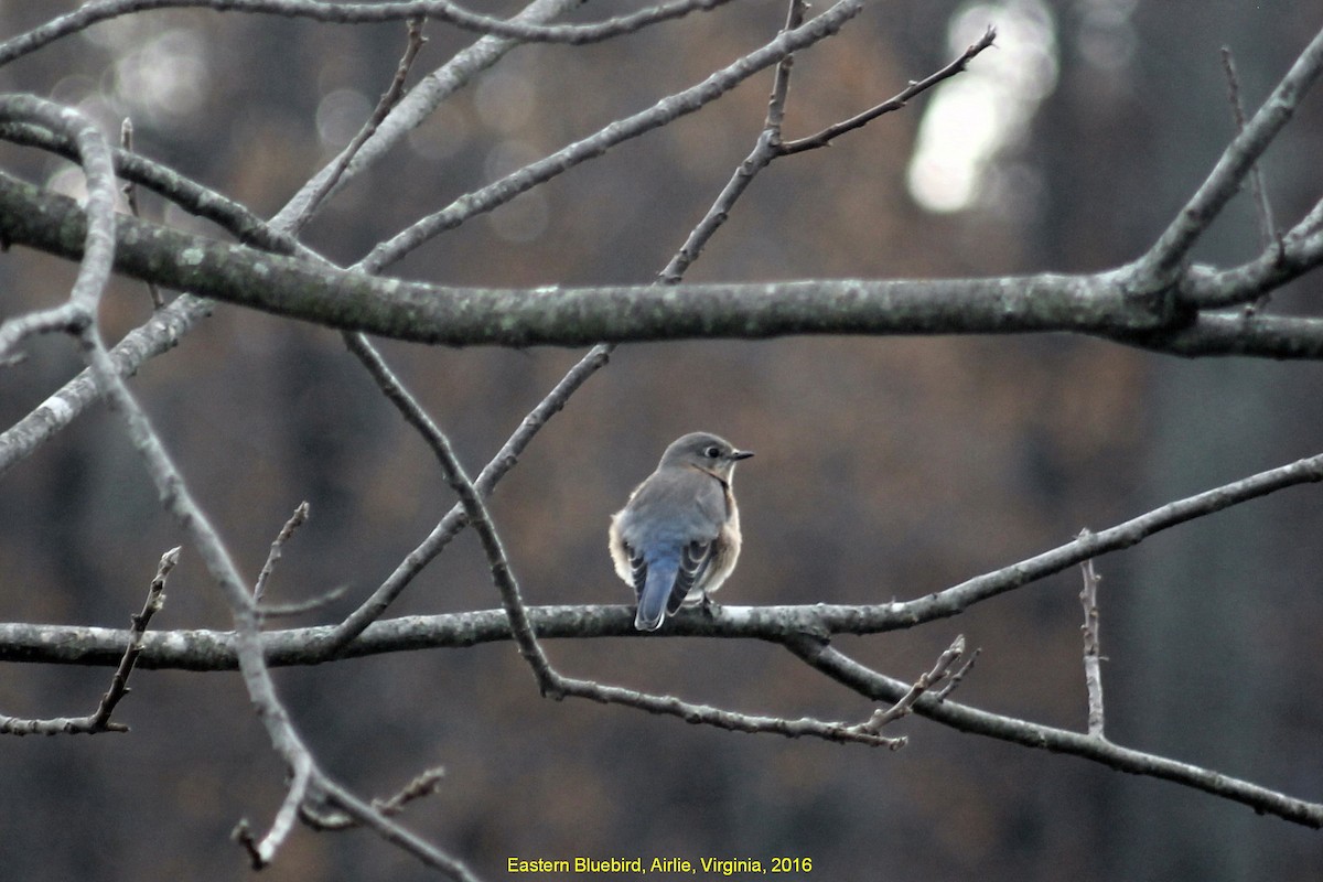 Eastern Bluebird - Steve  McIntosh