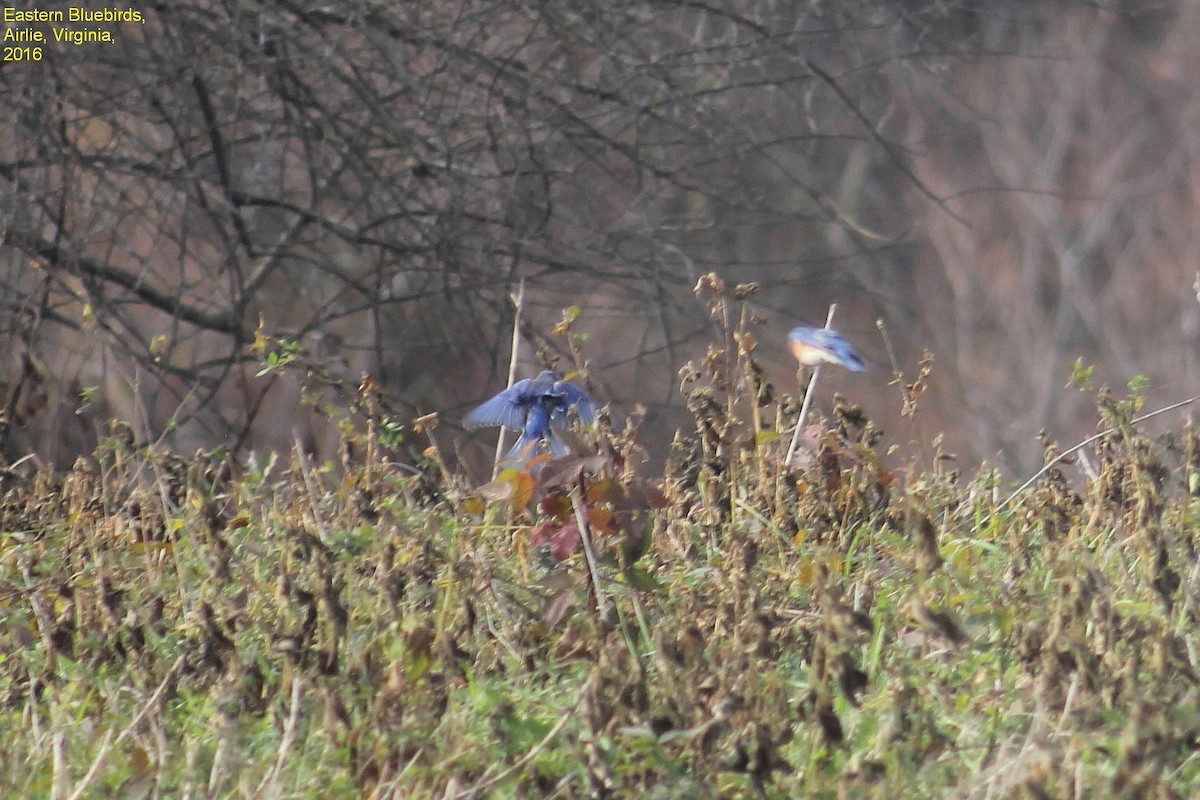 Eastern Bluebird - Steve  McIntosh